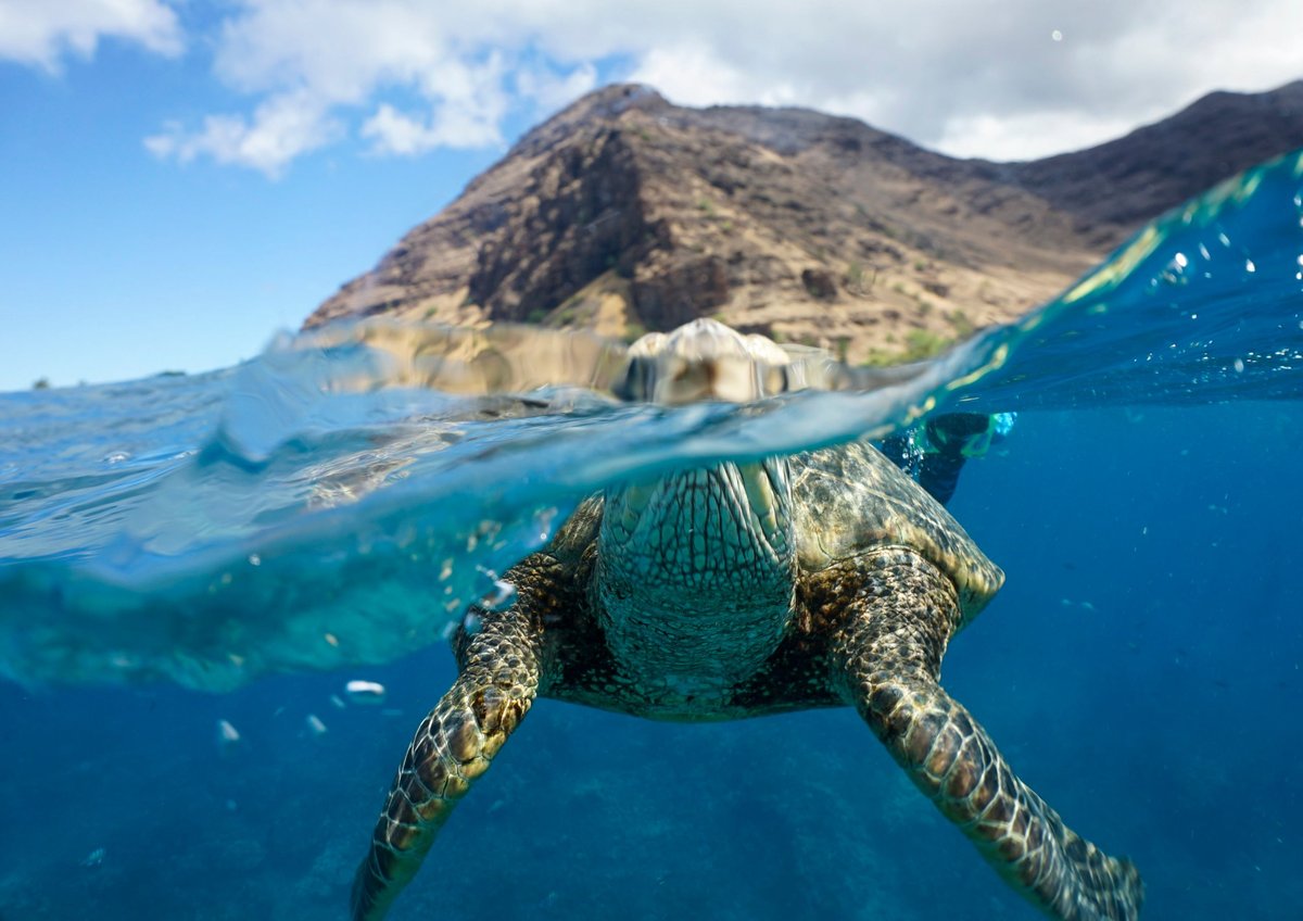 Sea turtle swimming in crystal clear Caribbean waters