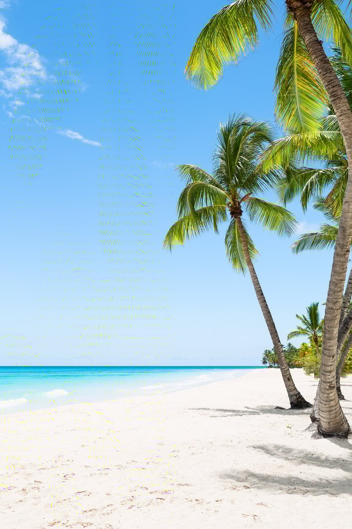 Beautiful white sand beach with coconut palm trees in the Caribbean