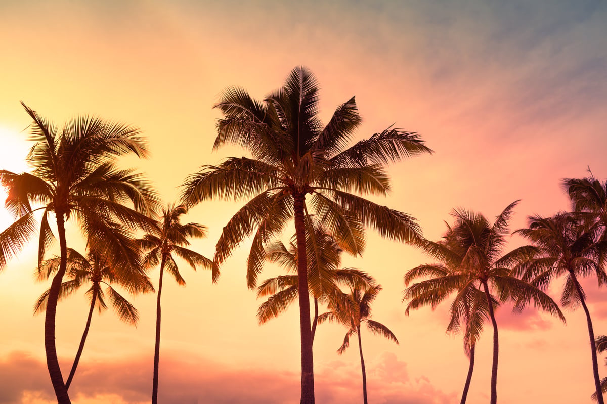 Palm trees at colorful Caribbean sunset