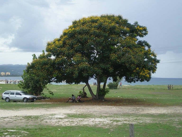 Shade tree beside the bay in Montego Bay, Jamaica