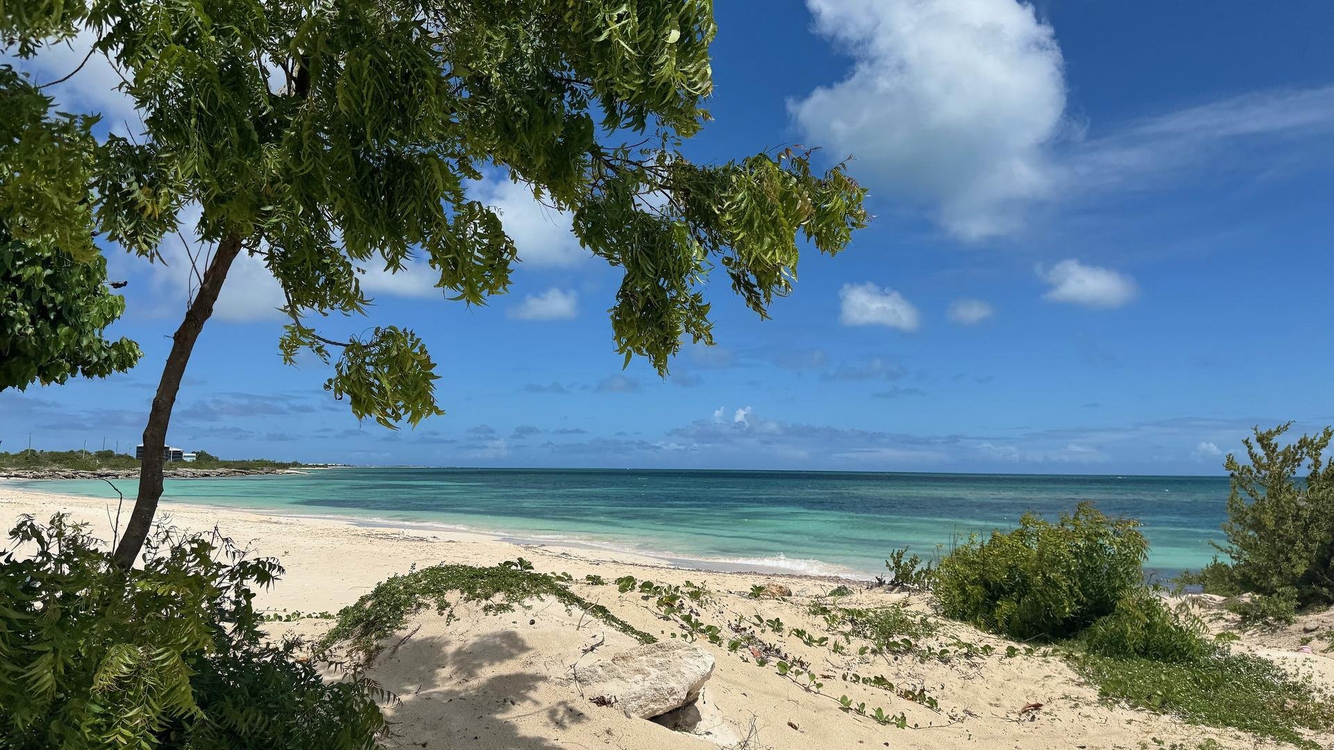 Sandy beach framed by a leafy tree on Barbuda's west coast, with turquoise water under a blue sky
