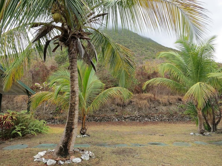 Palms in the botanical garden below The Quill, Sint Eustatius