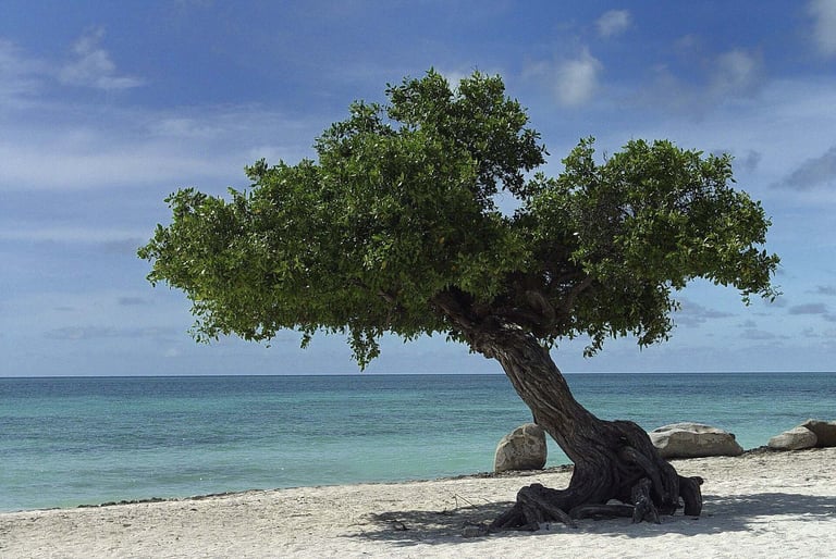 Wind-bent tree on Eagle Beach, Aruba