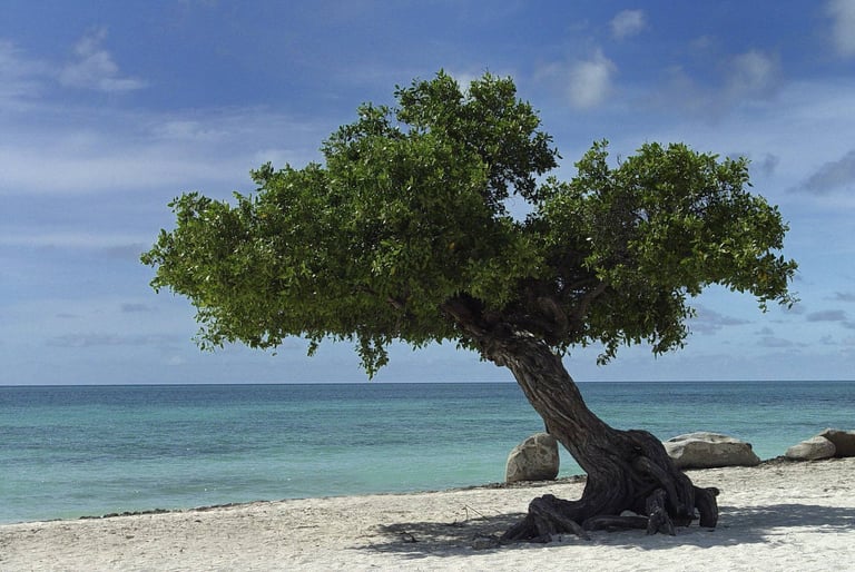Wind-bent tree on Eagle Beach, Aruba, under a clear blue sky