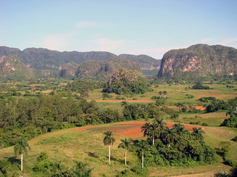 Green tobacco fields and royal palms beneath the limestone mogotes of the Viñales Valley, Cuba