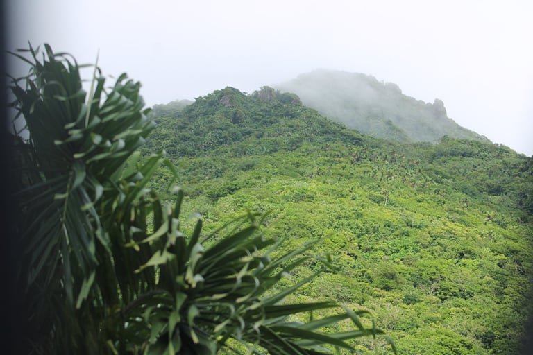 Lush green mountainside covered in tropical vegetation with mist-shrouded peak and palm fronds in foreground