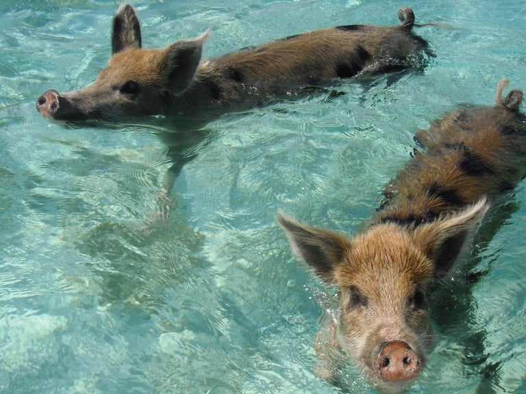 Two pigs swimming in clear shallow water at Pig Island in the Exumas