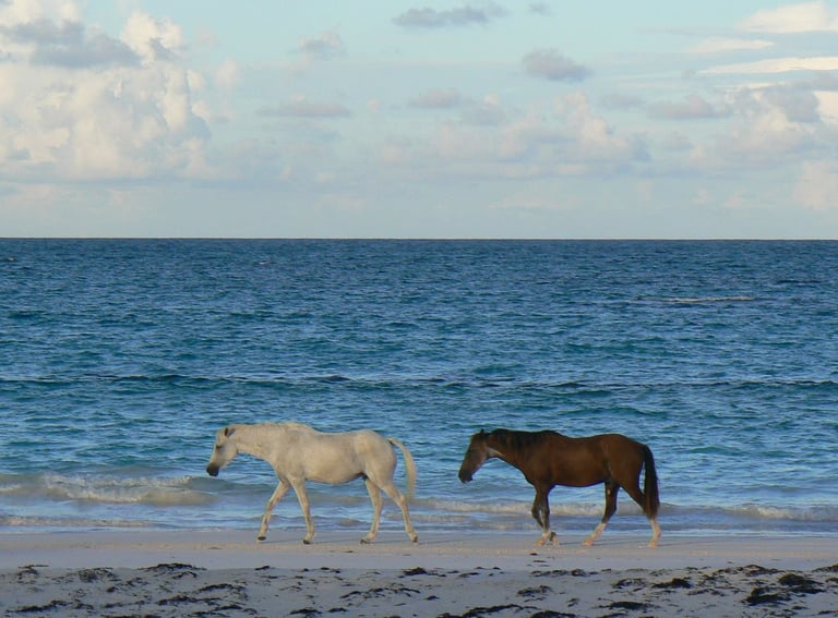 Two horses walking along the pink sand beach of Harbour Island, Bahamas