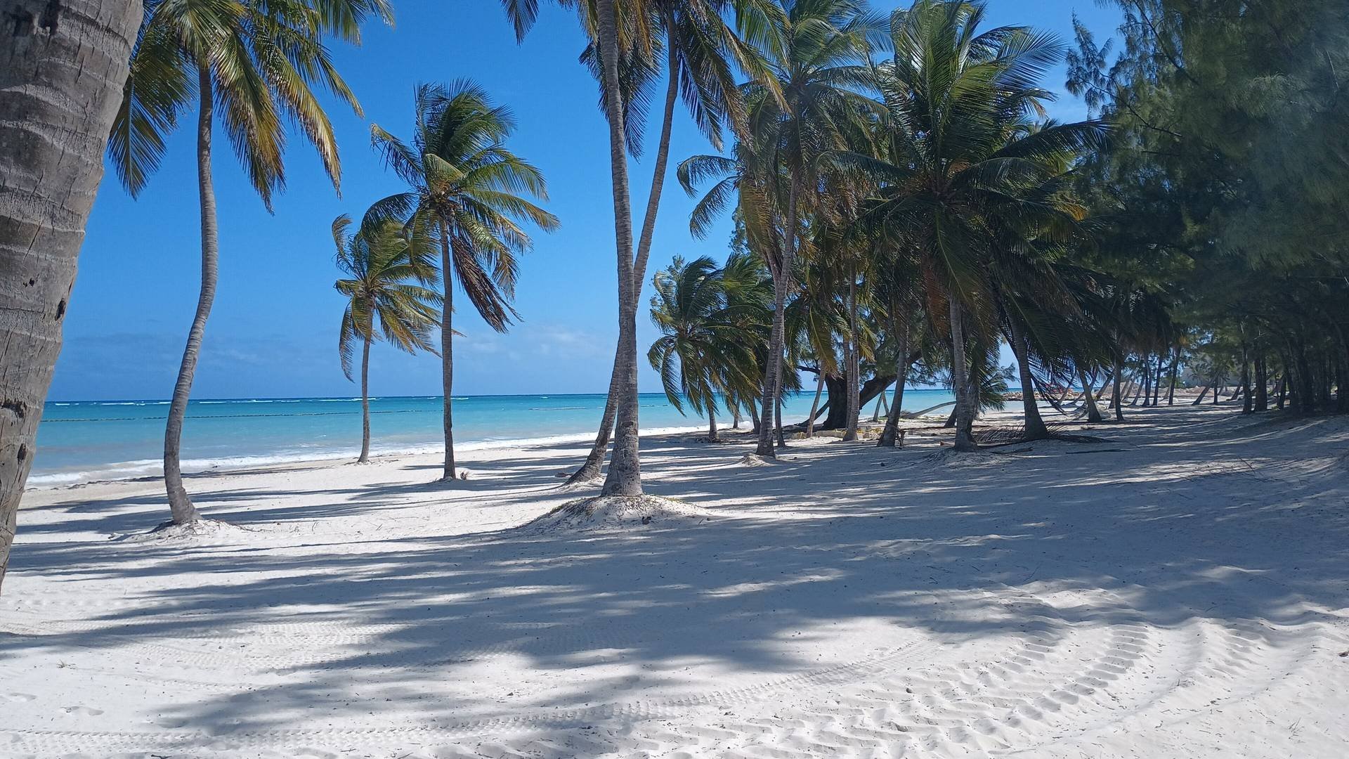 Palm trees shading a white-sand beach and calm turquoise water at Cap Cana, Dominican Republic