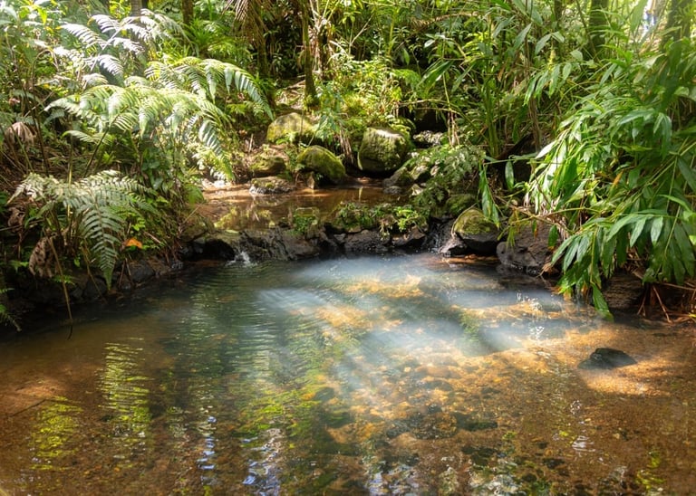 A shallow stream flows through a lush green rainforest with dense vegetation and ferns surrounding the clear water.
