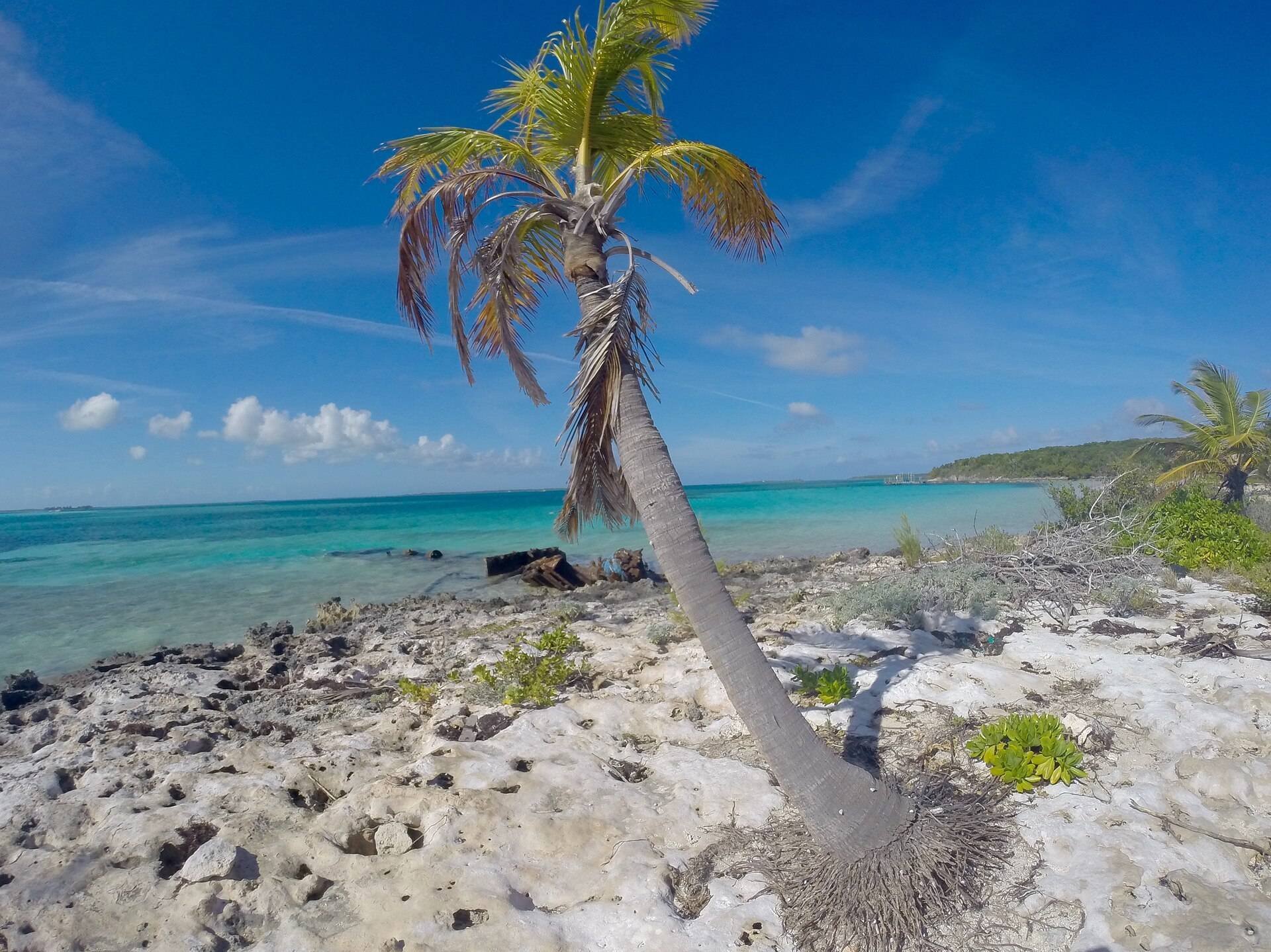 Lone palm on Jacobs Island, near Harbour Island, The Bahamas