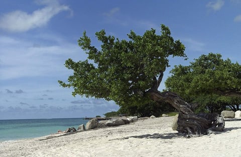 Wind-bent tree on the sand at Eagle Beach, Aruba
